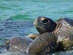 galapagos